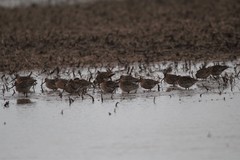 Limnodromus griseus hendersoni