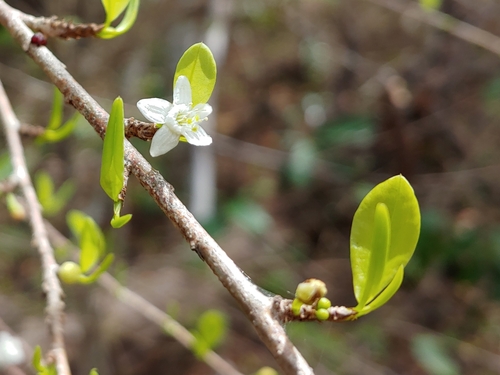 Brisselet (Erythroxylum brevipes)