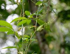 Cyclanthera multifoliola image