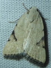 Micrathetis costiplaga