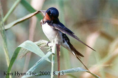 Hirundo rustica gutturalis