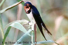 Hirundo rustica gutturalis