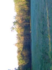 Odocoileus virginianus