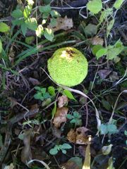 Maclura pomifera