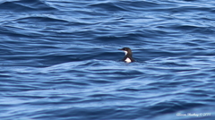 Synthliboramphus craveri