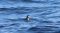 Synthliboramphus craveri