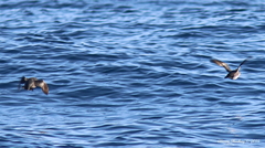 Synthliboramphus craveri