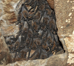 Broad-Eared Free-Tailed Bat photo 2