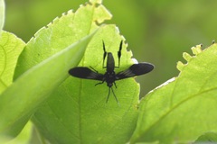 Macrocneme chrysitis