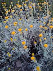 Thymophylla setifolia