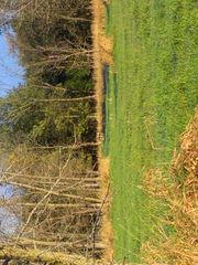 Odocoileus virginianus