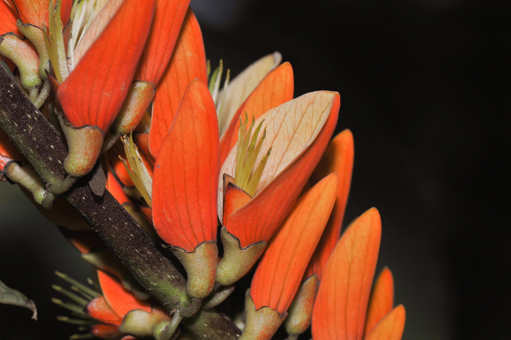 Erythrina edulis (Erythrina edulis)