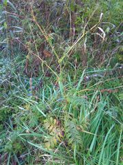 Agrimonia parviflora