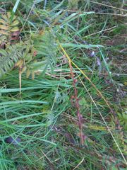 Agrimonia parviflora