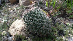 Coryphantha clavata clavata