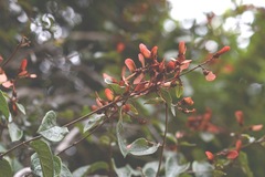 Heteropterys brachiata