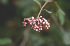 Heteropterys brachiata