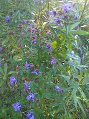 Symphyotrichum novae-angliae