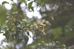 Tetrapterys schiedeana