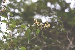 Tetrapterys schiedeana