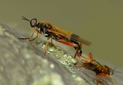 Benhamyia apicalis