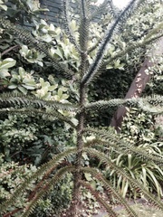 Araucaria araucana
