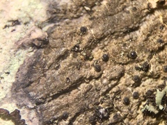 Pseudosagedia cestrensis