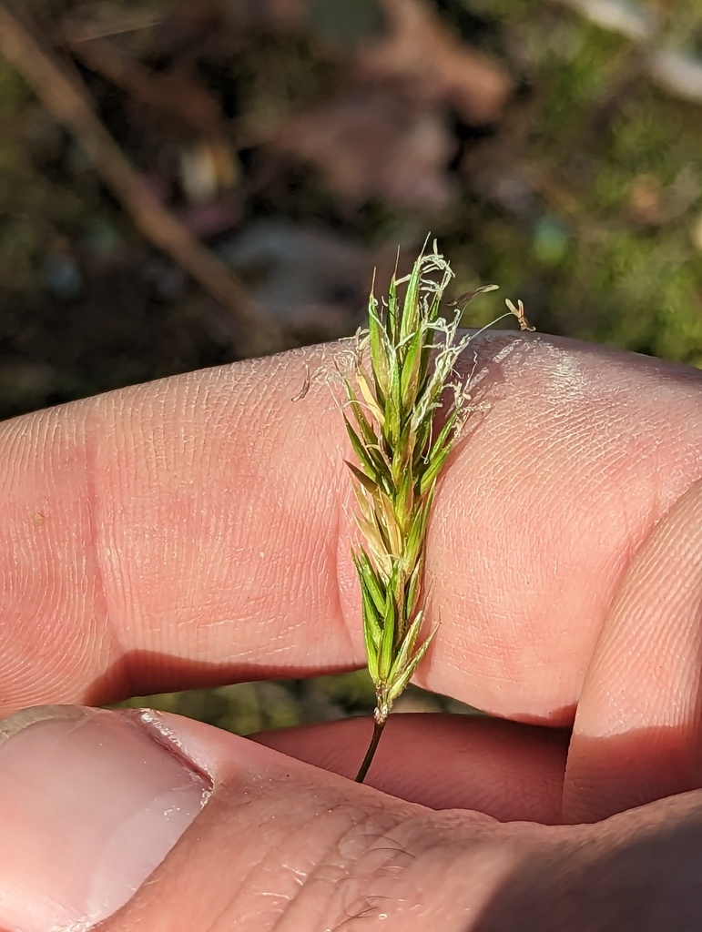 sweet-vernal-grass-from-laurel-va-usa-on-april-04-2023-at-09-54-am