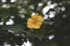 Dendrosida sharpiana