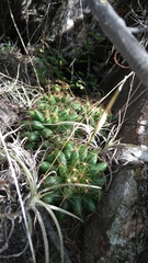 Mammillaria longimamma