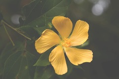 Dendrosida sharpiana