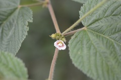 Melochia nodiflora
