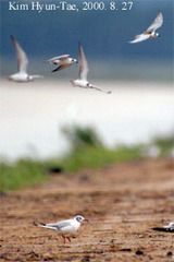 Chlidonias leucopterus