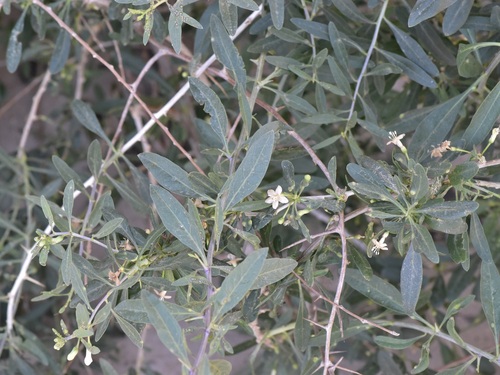 Lycium depressum, photograph 1