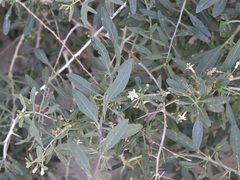 Lycium depressum, photograph Dr. Nasser Halaweh, CC BY, iNaturalist via GBIF