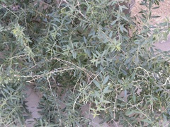 Lycium depressum, photograph Dr. Nasser Halaweh, CC BY, iNaturalist via GBIF