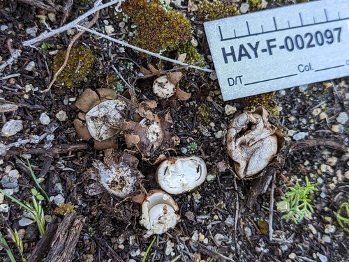Geastrum