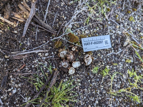 Geastrum (Photo 2 of 2)