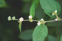Melochia nodiflora