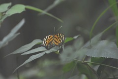 Mechanitis lysimnia utemaia