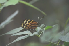 Mechanitis lysimnia utemaia