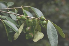 Eugenia acapulcensis