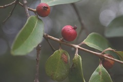 Eugenia acapulcensis