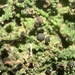 Mycobilimbia berengeriana - Photo (c) Tomás Curtis,  זכויות יוצרים חלקיות (CC BY-NC), הועלה על ידי Tomás Curtis