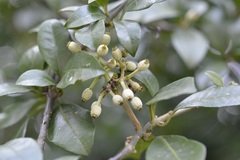 Pisonia donnellsmithii