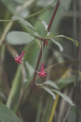 Fuchsia thymifolia