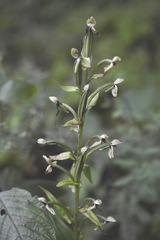 Habenaria macroceratitis