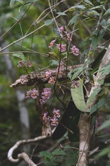 Trichocentrum andreanum