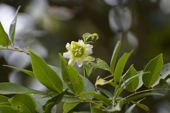 Passiflora biflora
