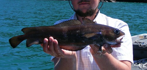 Patagonian cod (Salilota australis) — Moridae